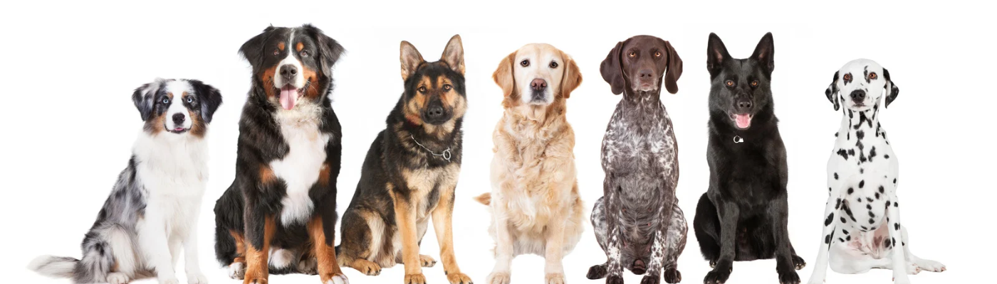 Animal Center Dogs