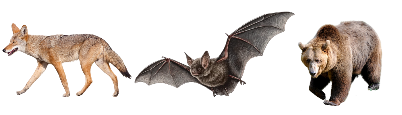 Wildlife bobcat bat bear