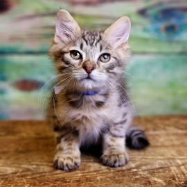 ACS Kitten Hersery