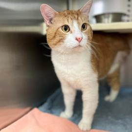 Orange and white cat